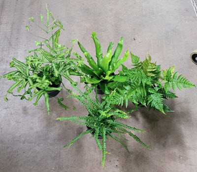 6" Fern Exotic Assortment